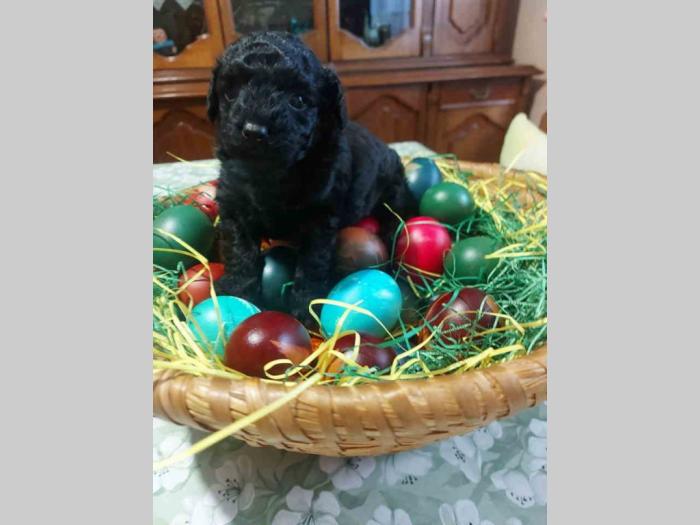 patuljasta pudla crna ženka besplatni mali oglasi