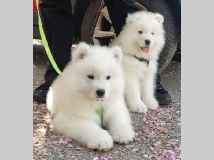 samojed štenci besplatni mali oglasi