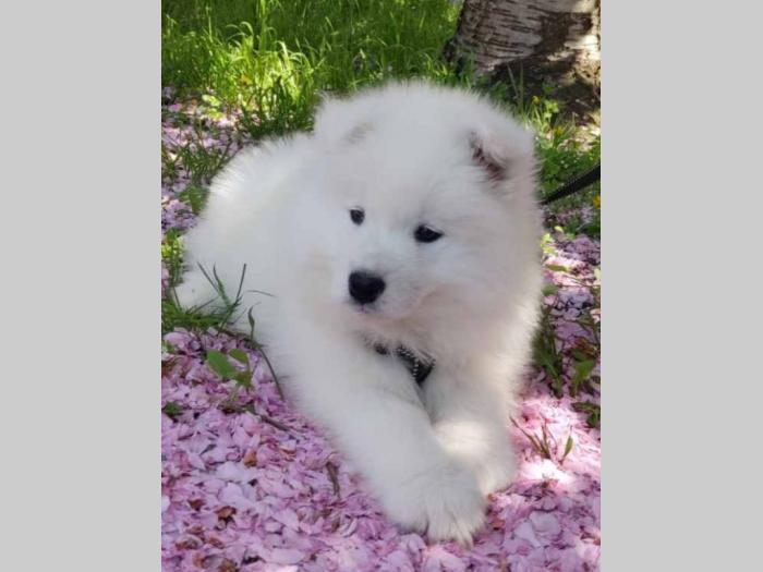 samojed štenci besplatni mali oglasi
