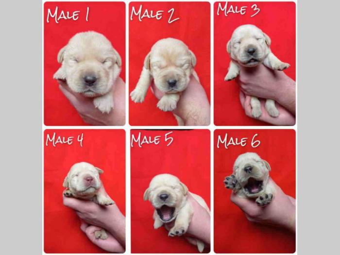 labrador retriveri štenci besplatni mali oglasi