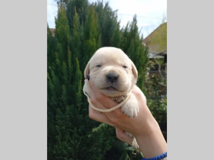 labrador retriveri štenci besplatni mali oglasi