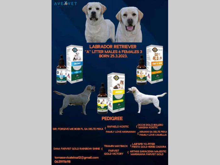 labrador retriveri štenci besplatni mali oglasi