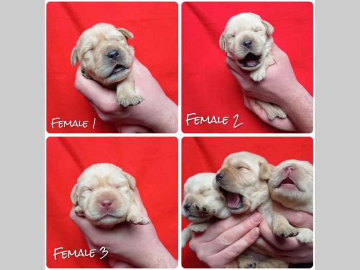 labrador retriveri štenci besplatni mali oglasi