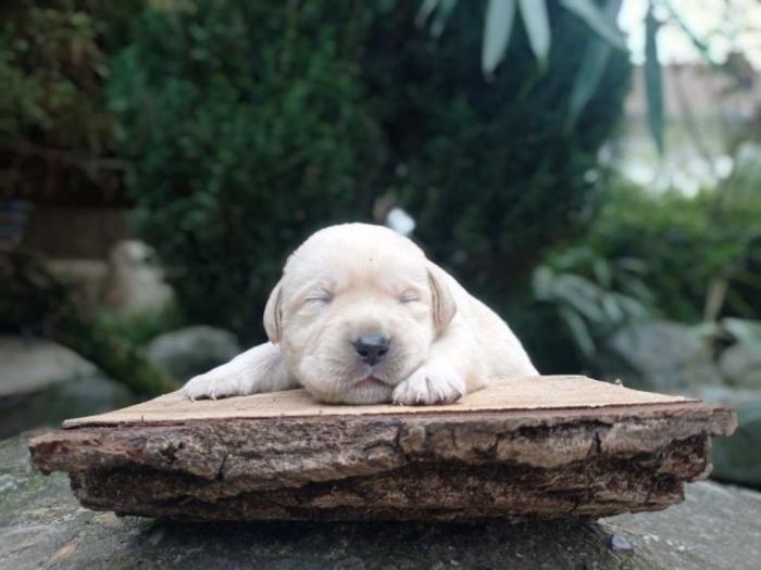 labrador retriveri štenci besplatni mali oglasi
