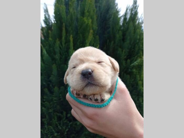 labrador retriveri štenci besplatni mali oglasi