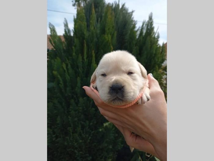 labrador retriveri štenci besplatni mali oglasi