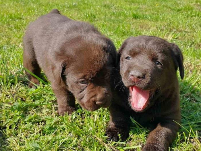 labradori vrhunskog porekla besplatni mali oglasi