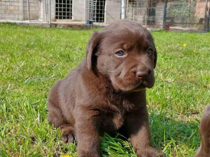 labradori vrhunskog porekla besplatni mali oglasi