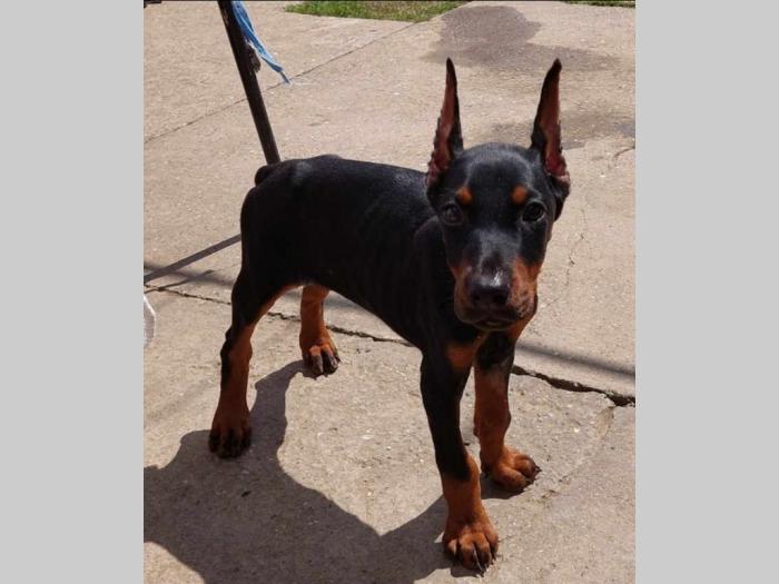 dobermani štenci besplatni mali oglasi