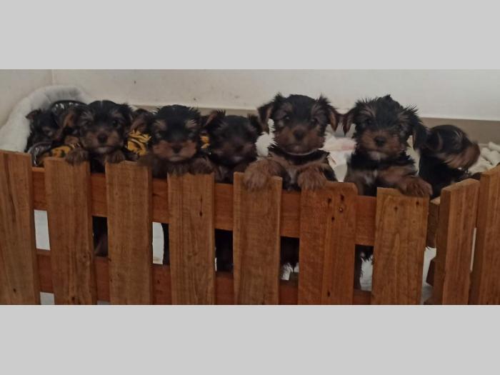 štenci jorki terijera besplatni mali oglasi