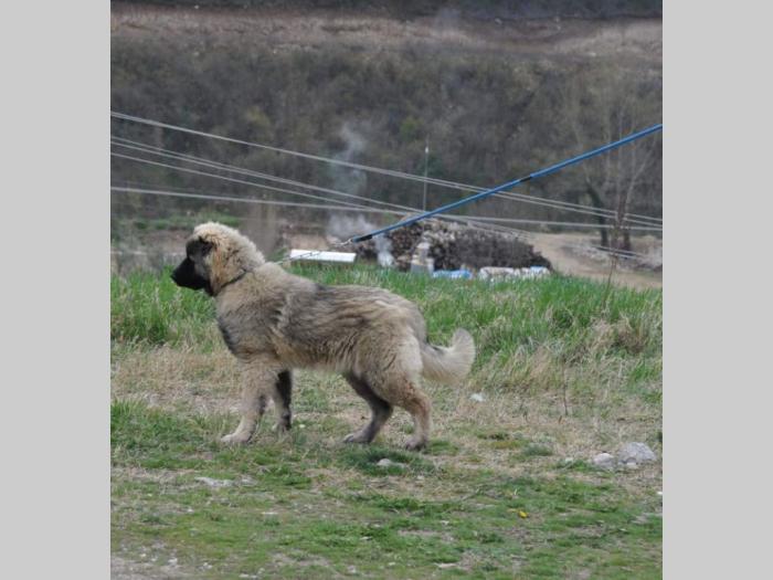 kavkaski ovčar štene besplatni mali oglasi
