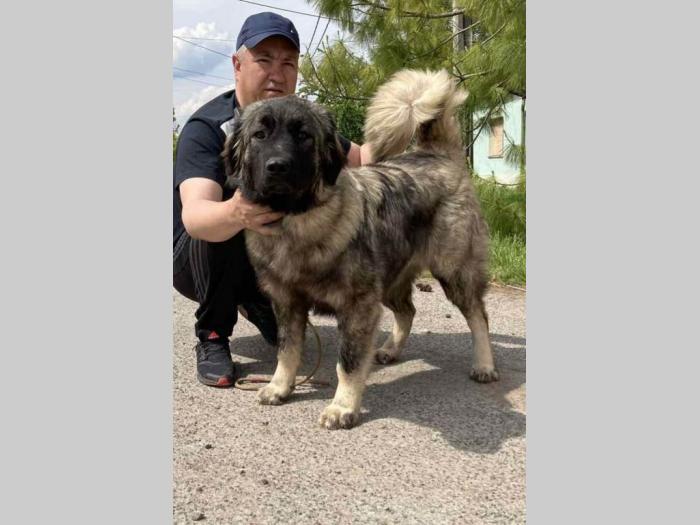 kavkaski ovčar vrhunski štenci besplatni mali oglasi