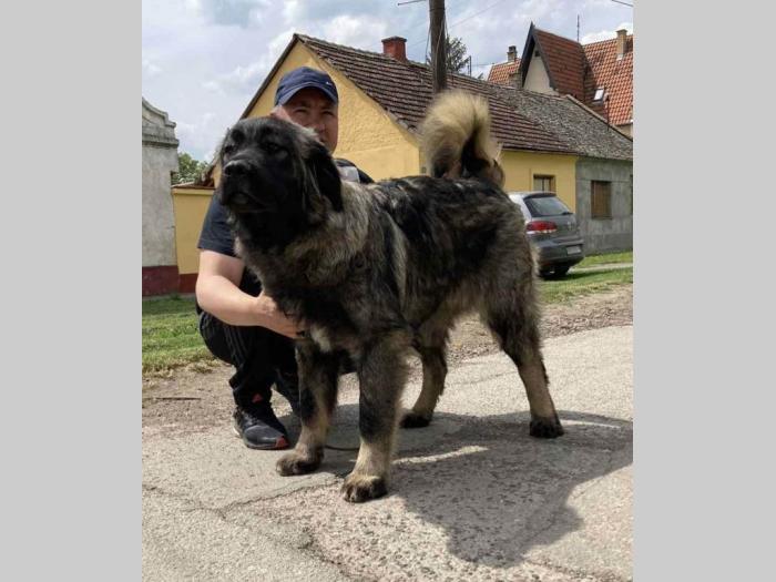 kavkaski ovčar vrhunski štenci besplatni mali oglasi