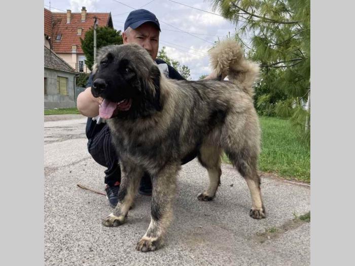 kavkaski ovčar vrhunski štenci besplatni mali oglasi