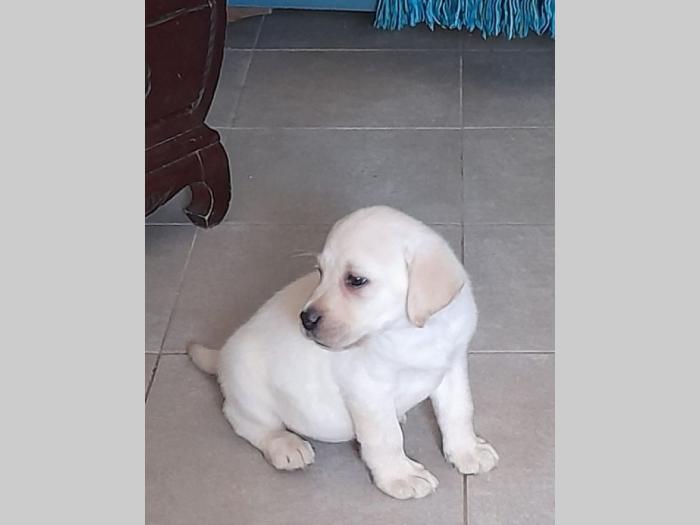 labrador žensko štene besplatni mali oglasi