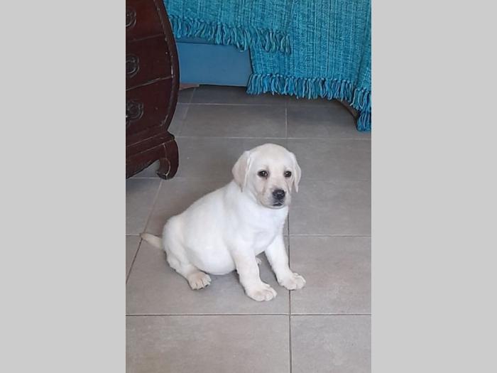 labrador žensko štene besplatni mali oglasi