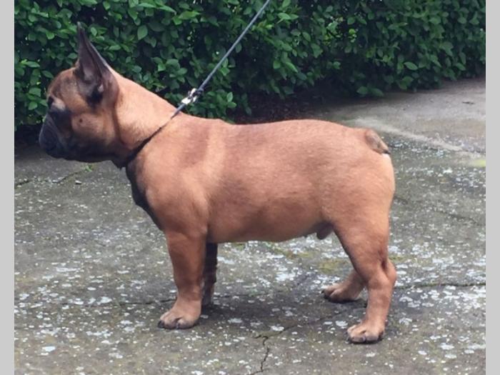 francuski buldog štenci besplatni mali oglasi