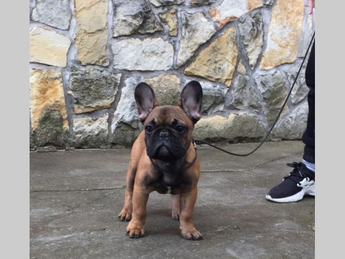 francuski buldog štenci besplatni mali oglasi