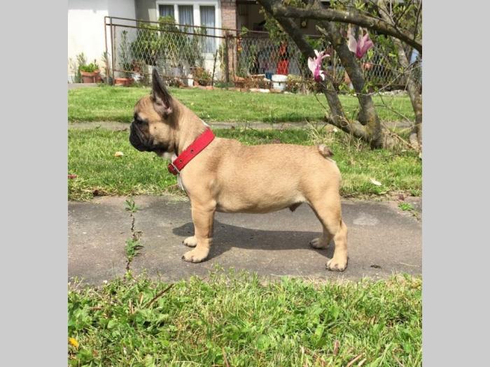 francuski buldog štenci besplatni mali oglasi