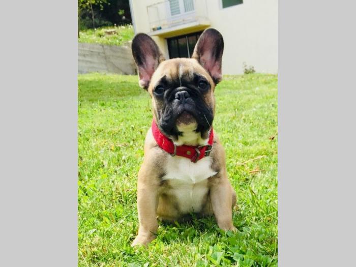 francuski buldog štenci besplatni mali oglasi