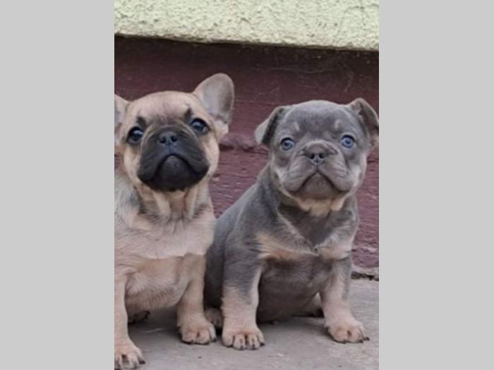 francuski buldog štenci besplatni mali oglasi