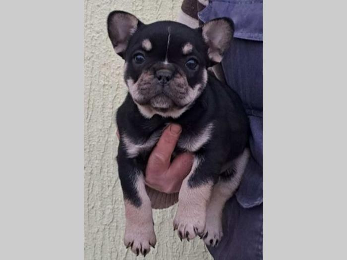 francuski buldog štenci besplatni mali oglasi