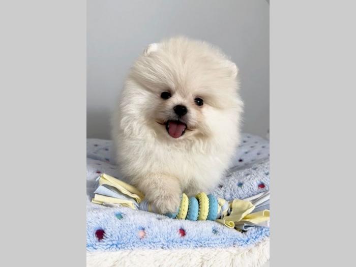 pomeranac boo štenci besplatni mali oglasi