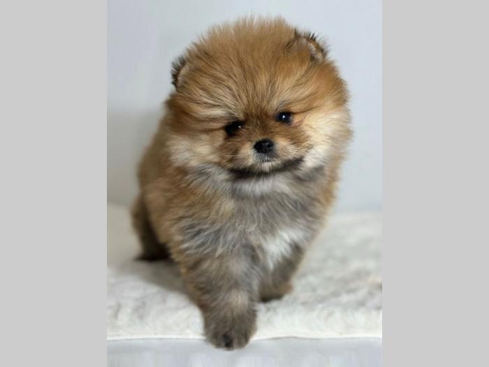 pomeranac boo štenci besplatni mali oglasi