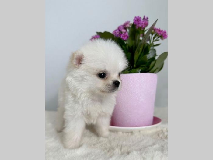 pomeranac boo štenci besplatni mali oglasi
