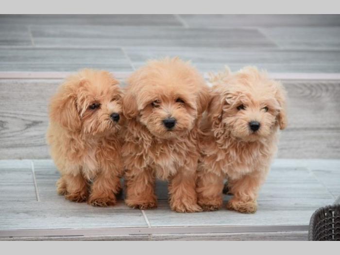 maltipoo štenci besplatni mali oglasi