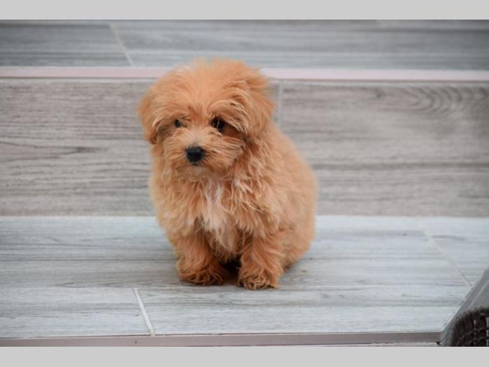 maltipoo štenci besplatni mali oglasi