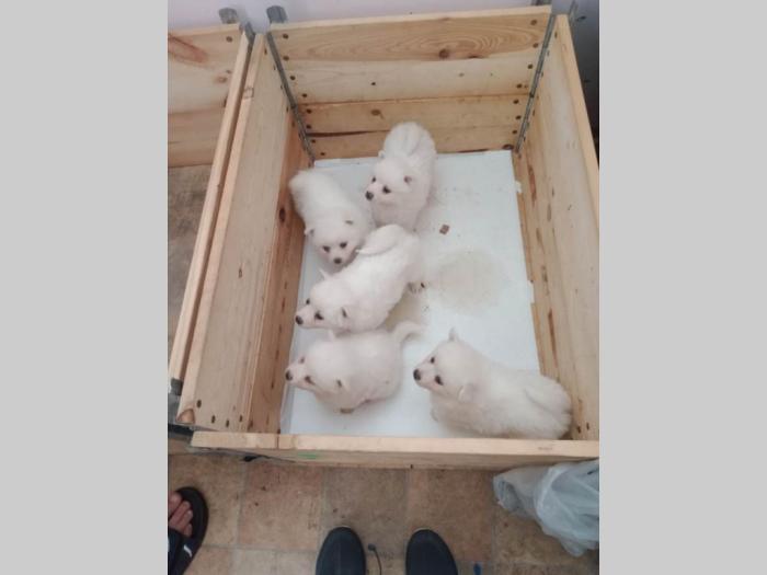 nemački špic štenci besplatni mali oglasi