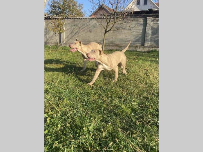 američki pitbull terijer i francuski buldog štenci besplatni mali oglasi