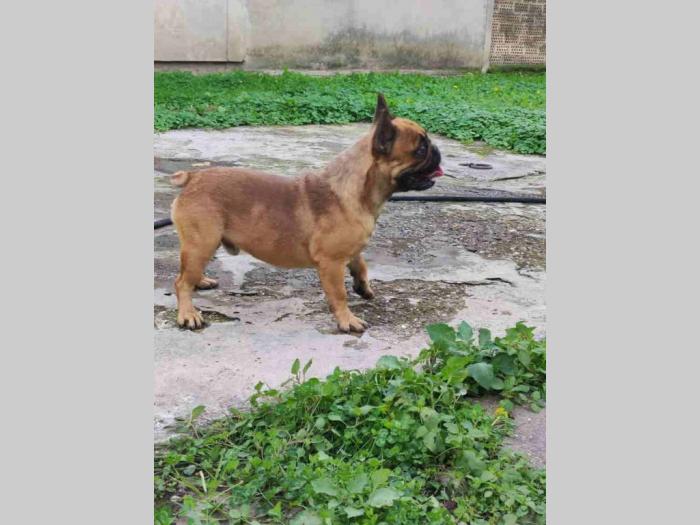 kompletna odgaivačnica francuskih buldoga besplatni mali oglasi