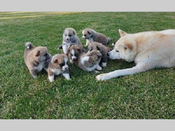 akita inu štenci besplatni mali oglasi
