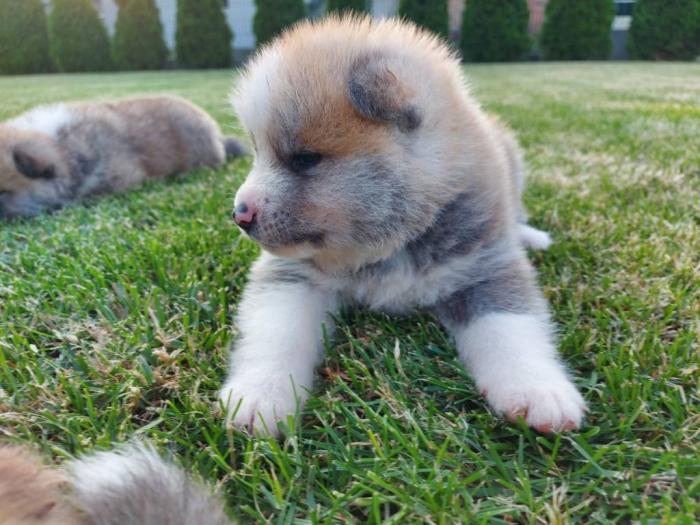 akita inu štenci besplatni mali oglasi