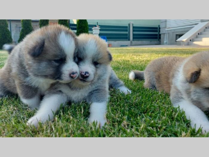 akita inu štenci besplatni mali oglasi