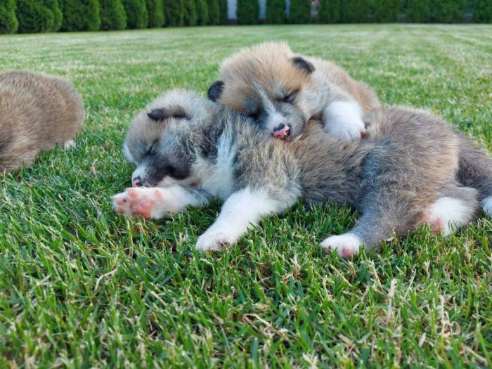 akita inu štenci besplatni mali oglasi