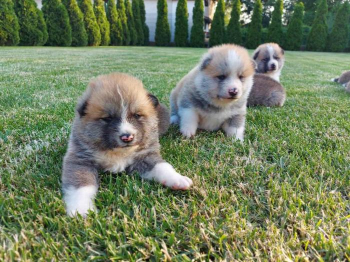 akita inu štenci besplatni mali oglasi