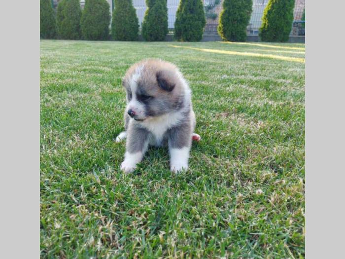 akita inu štenci besplatni mali oglasi