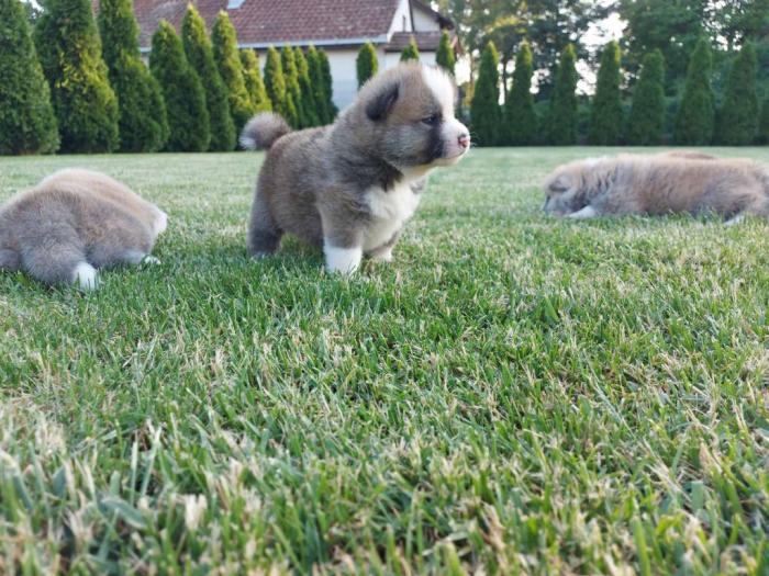 akita inu štenci besplatni mali oglasi