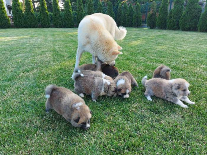 akita inu štenci besplatni mali oglasi