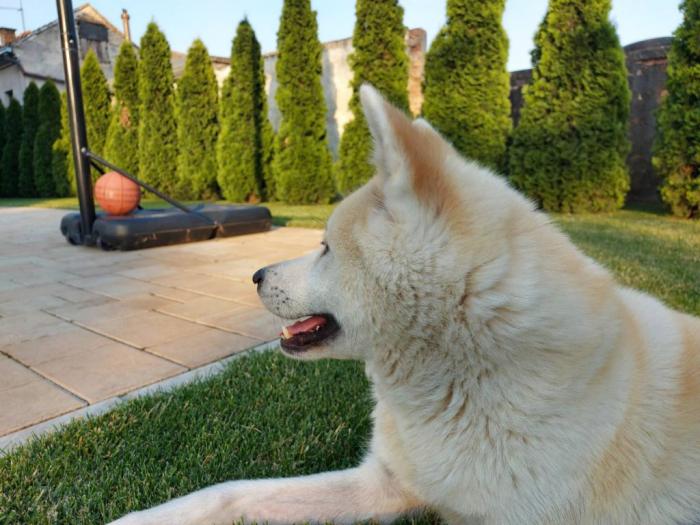 akita inu štenci besplatni mali oglasi