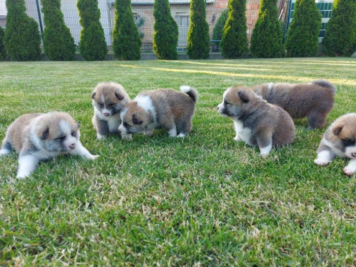 akita inu štenci besplatni mali oglasi