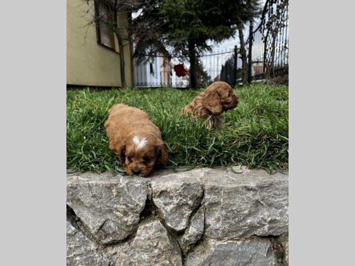 čavapo štenci besplatni mali oglasi