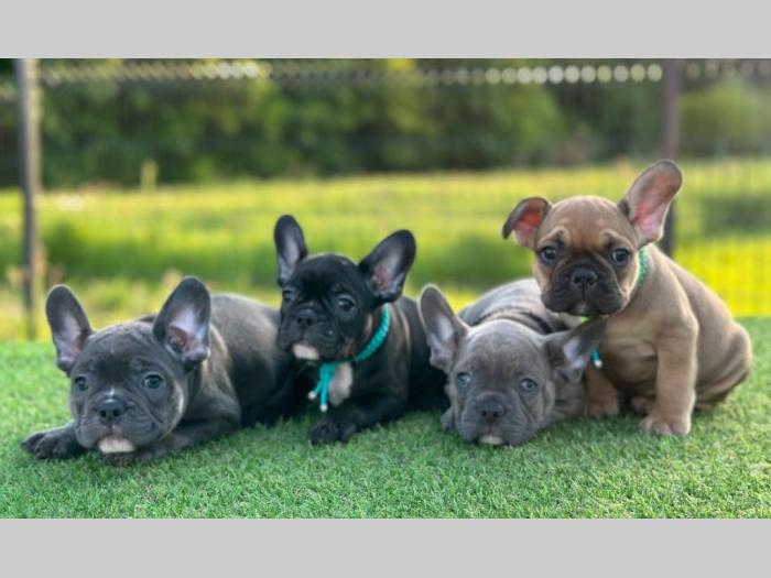 francuski buldog štenci u egzotičnim bojama besplatni mali oglasi