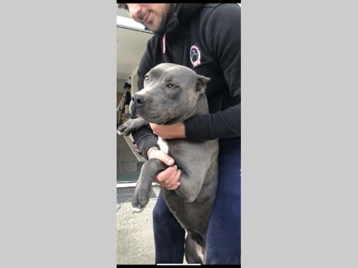 pit bul pablo rea besplatni mali oglasi