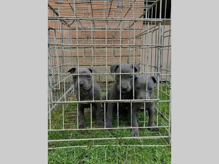 pit bul pablo rea besplatni mali oglasi