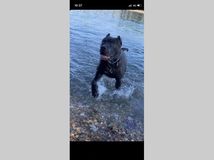 pit bul pablo rea besplatni mali oglasi