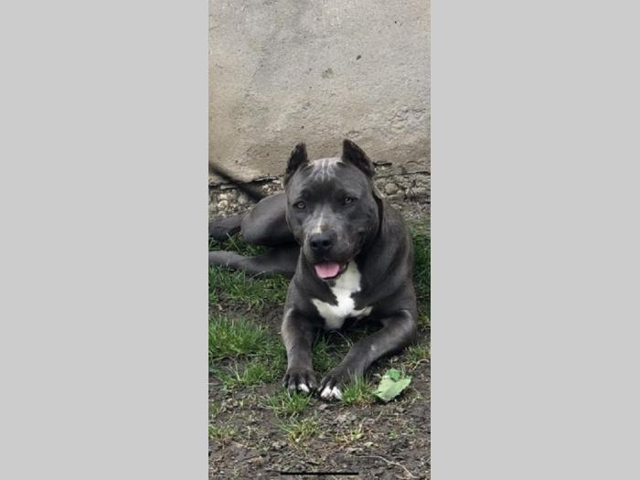 pit bul pablo rea besplatni mali oglasi